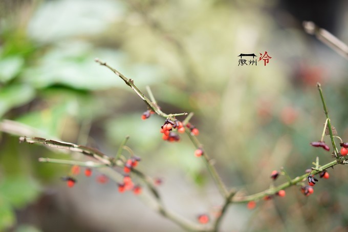 「徽州冷」宏村秋深晴少，友谊地久天