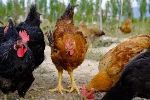 鸡气囊炎特效药一览表,鸡气囊炎吃什么药效果好