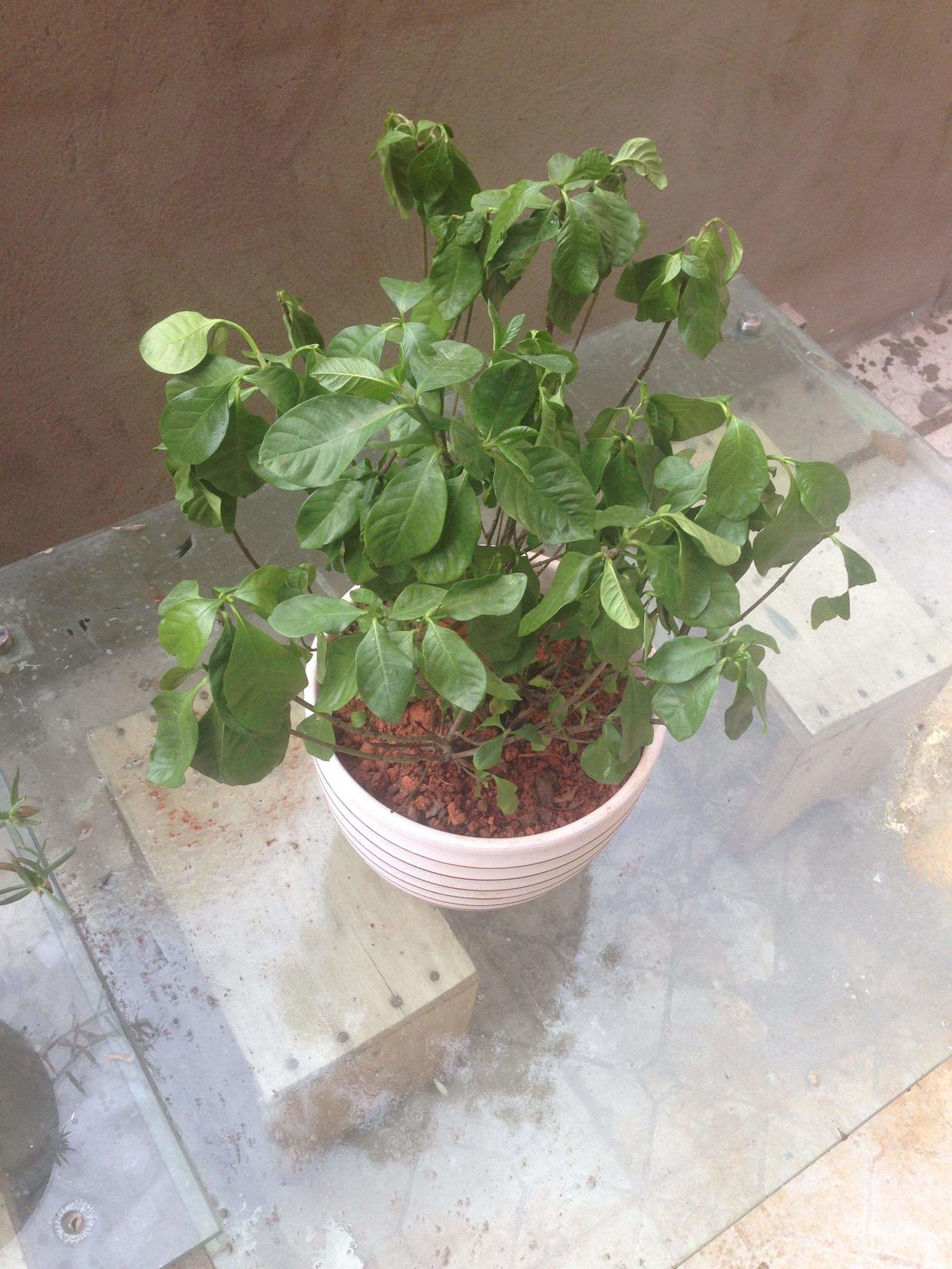 幸福树叶子发黄有粘液怎么处理,幸福树叶子浇水多了怎么办