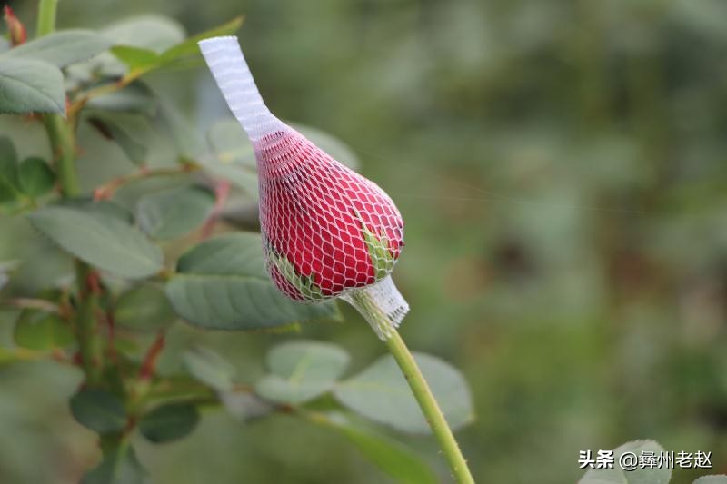 如何提高玫瑰花香味,怎么提高玫瑰的成活率