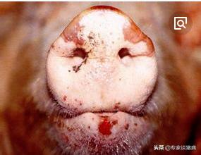 猪场口蹄疫猪会全部发病吗,猪群中发生口蹄疫怎么办