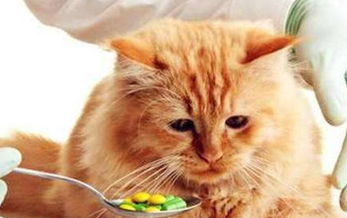 猫咪腹泻拉稀吃什么药好,猫咪拉肚子要怎么喂益生菌
