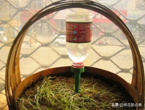 过年回家花花草草怎么处理,家里养点花花草草的小妙招