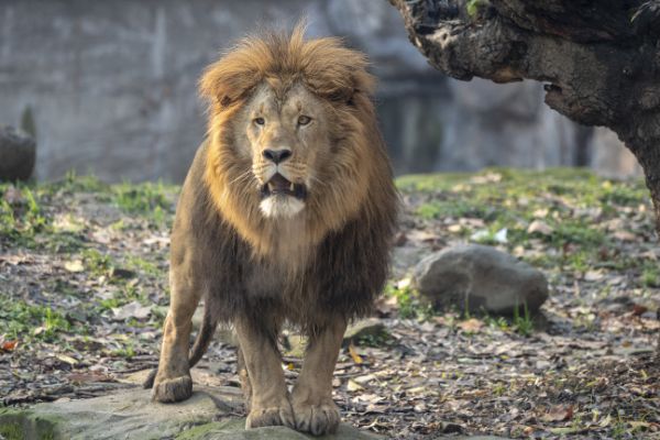 4个月宝宝逛北京动物园,武汉最好逛的动物园