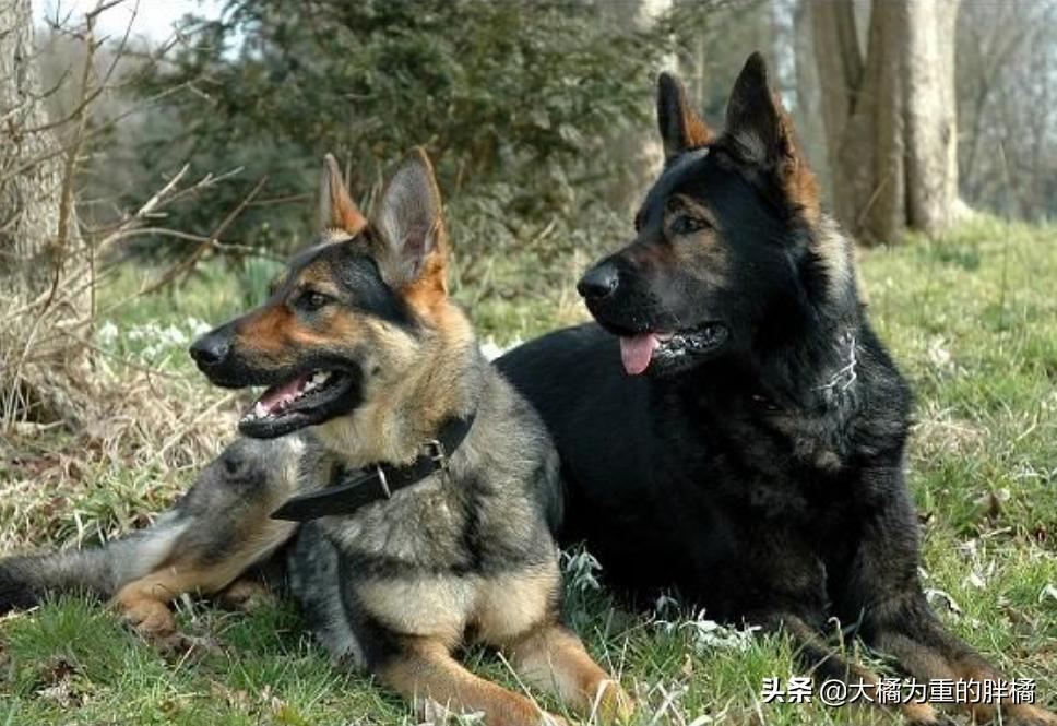 为什么偷狗贼不敢偷有证的狗,养什么宠物狗不容易被偷