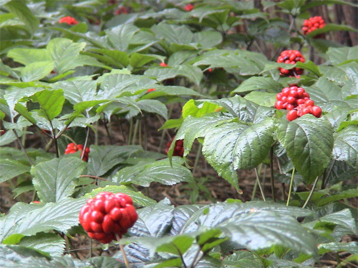 正宗补气的西洋参,西洋参补气养阴配什么中药补阳呢
