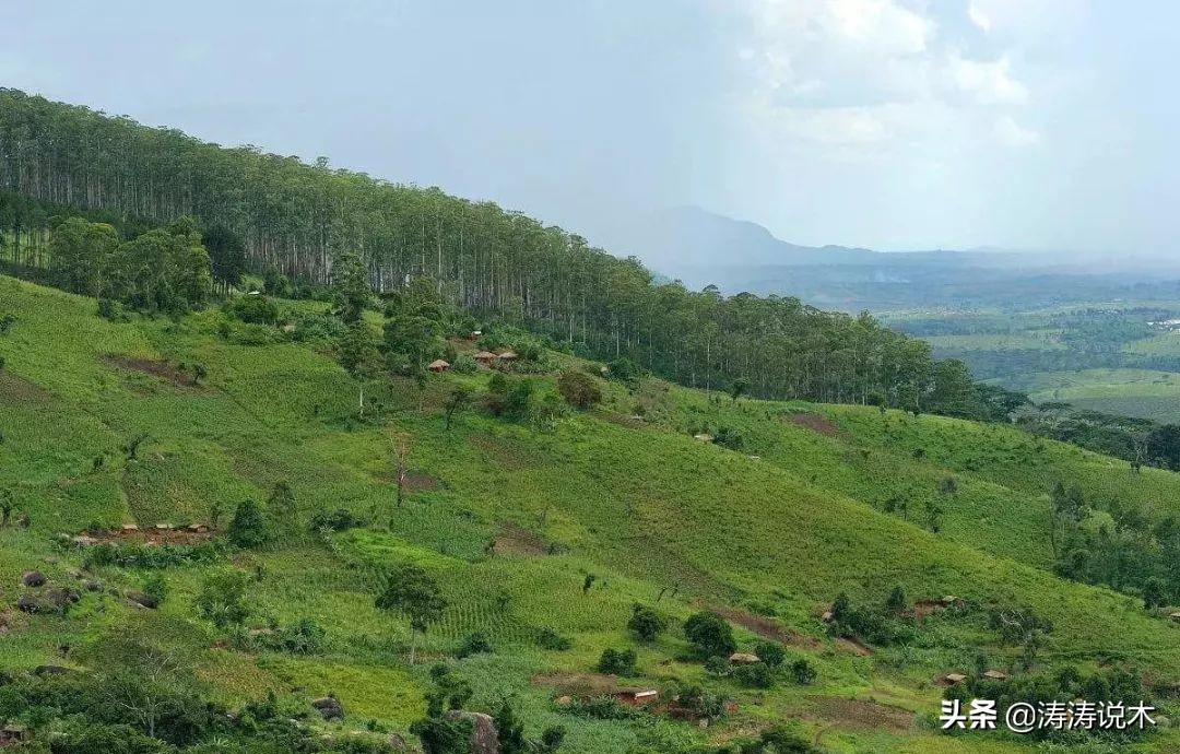 这种木料被称为明日之星，你知道吗？
