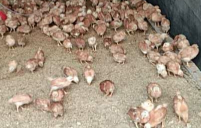 鸡感冒拉白痢怎么治疗最快,大鸡感冒怎么治疗最快