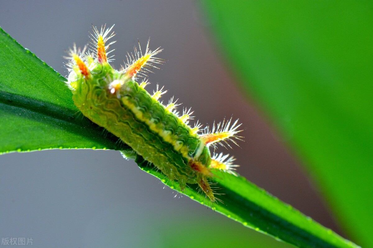 乡土散文记忆中的画面,乡土散文尘封的童年记忆