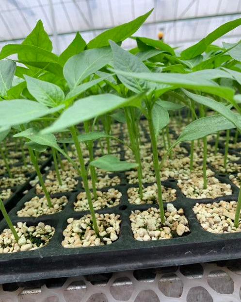 治疗工业辣椒炭疽病的高效农药,辣椒细菌性叶斑病和炭疽病区分