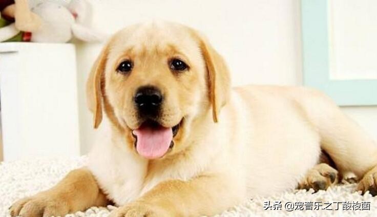 拉布拉多犬呕吐拉稀怎么办？你了解多少？