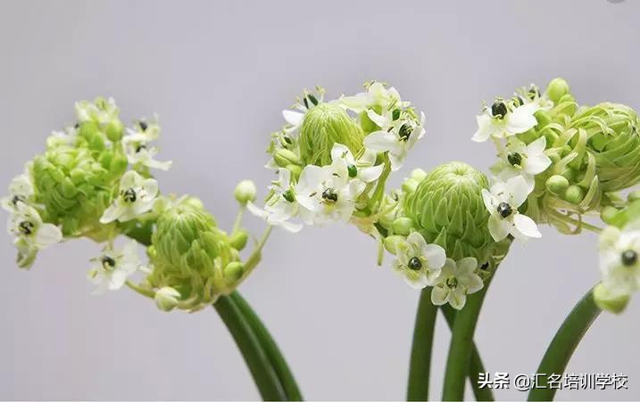 花艺十六种手法,流行花艺简单教学
