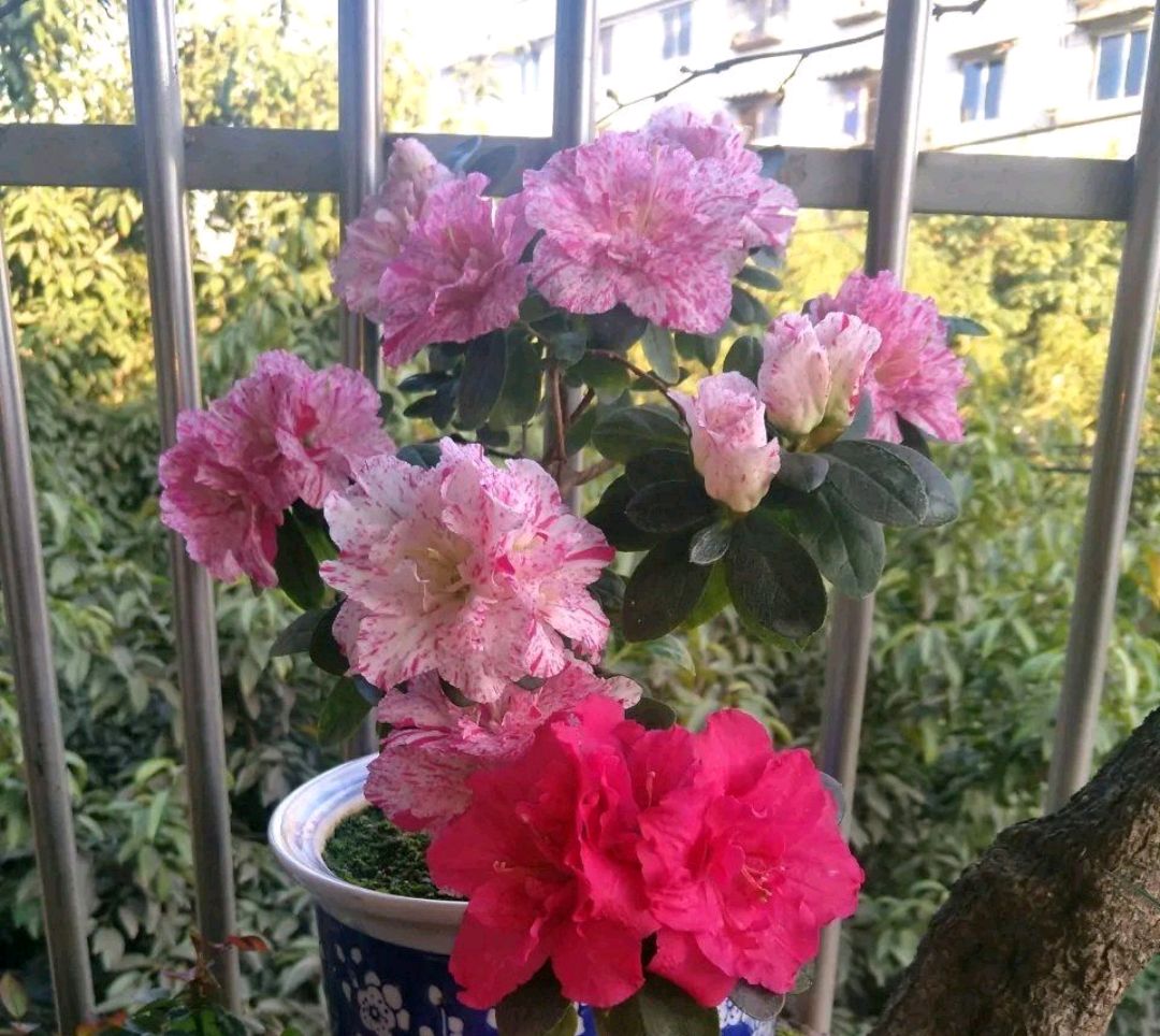 杜鹃花上部分花瓣有黑斑,杜鹃花叶子有黑斑