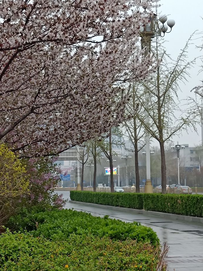 最喜欢在雨中徜徉的感觉,徜徉在雨中月季花海中