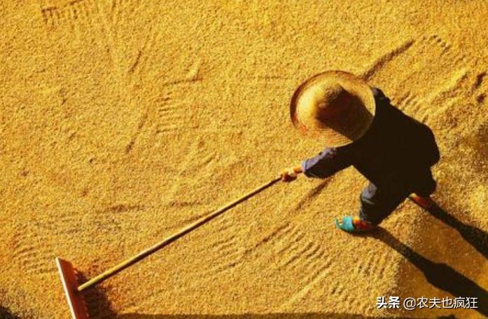 晒谷不晒米的秘诀,晒谷不晒米是什么意思啊