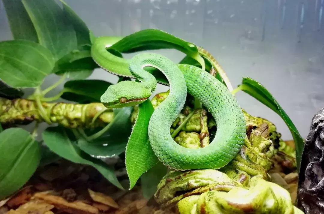 如何让观赏蛇类在人工环境下住得幸福