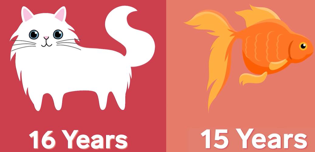 怎么养金鱼金鱼才不会死,正常情况下金鱼可以养多久