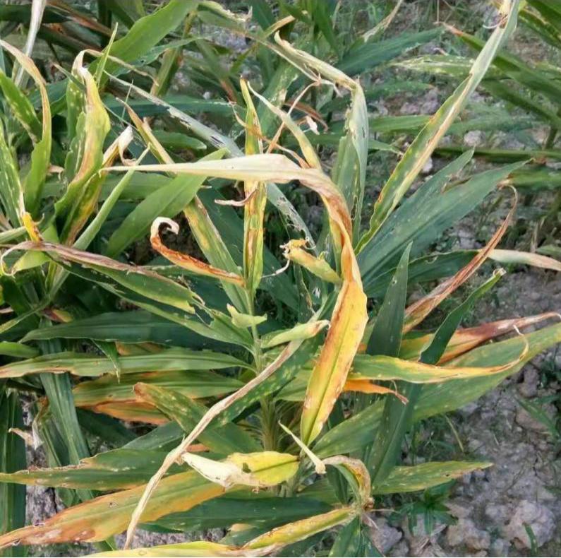 大姜叶子发黄枯萎,大姜叶子发黄是怎么回事