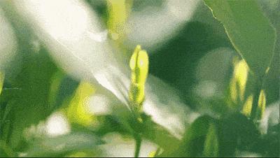 茶叶种类及十大名茶排名图片,茶叶知识大全十大名茶