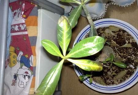 沙漠玫瑰叶子枯一半,沙漠玫瑰开完花了光秃秃怎么办