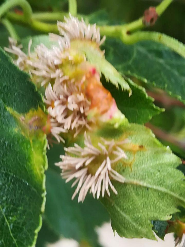 山楂树有黄叶病怎么办,山楂树长了树瘤怎么办