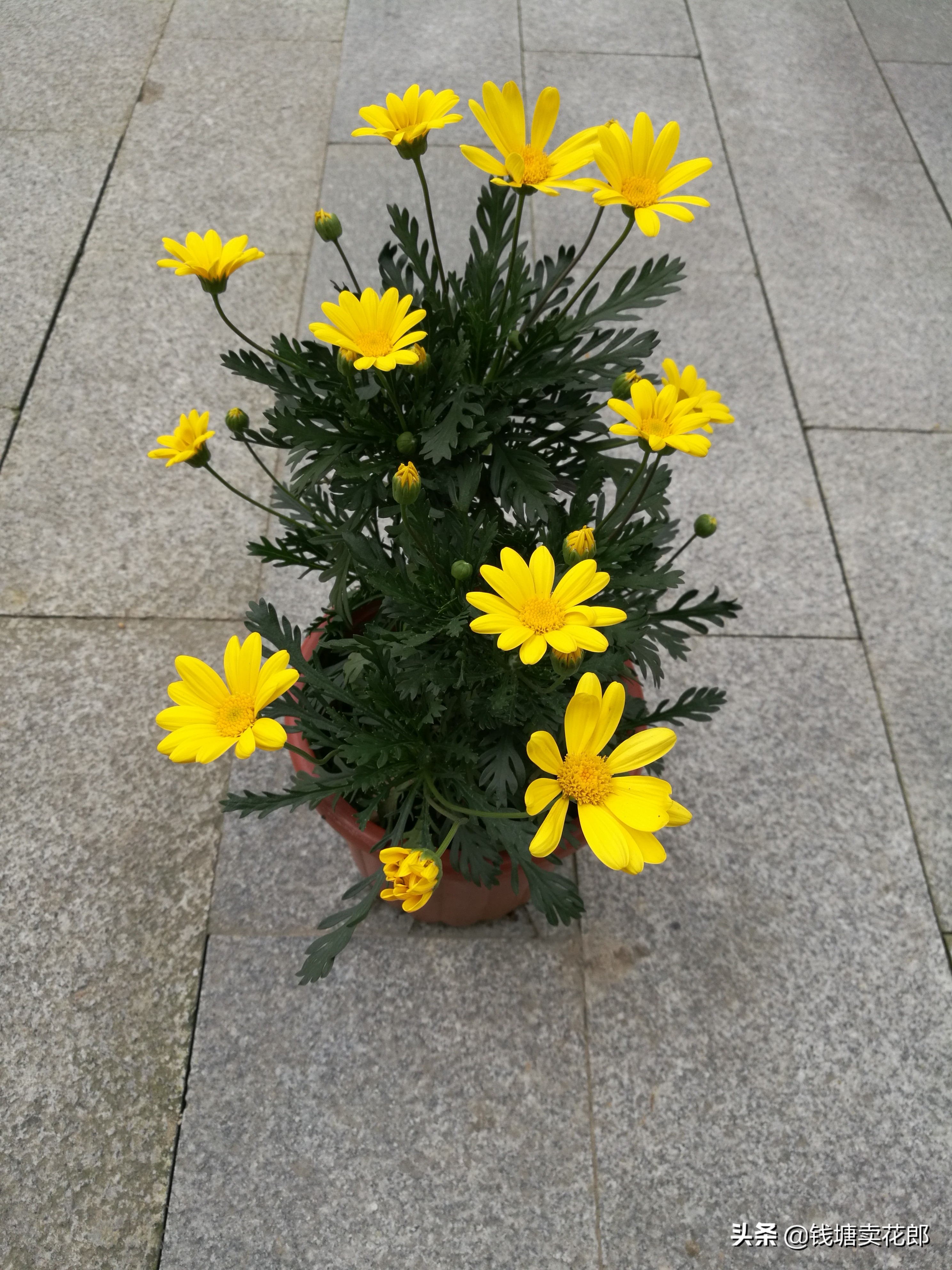 球菊千头菊好养四季开花耐热耐寒,耐寒四季菊花苗龙爪菊盆栽