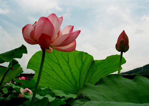 千古奇文4000字竟无重复,千古绝文450篇