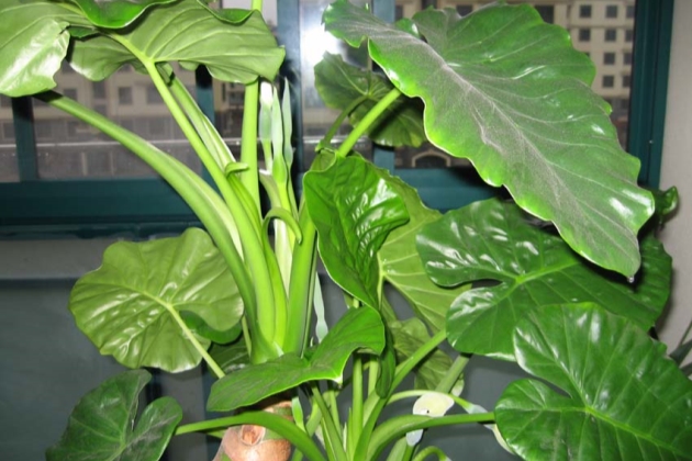 滴水观音叶子边缘发黄是怎么回事,滴水观音叶子发黄的原因