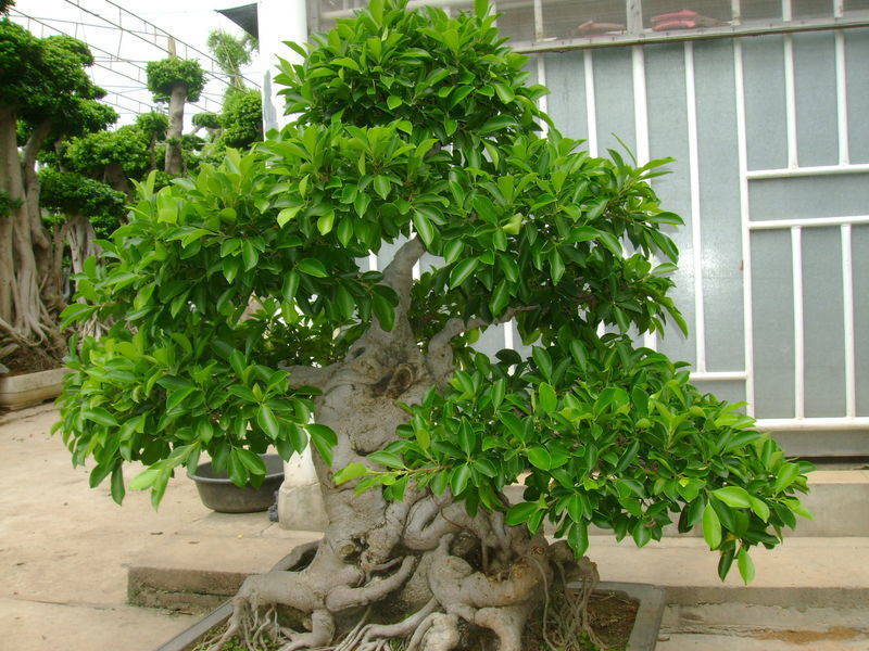 榕树盆景放卧室里好吗,榕树盆景适合放卧室吗