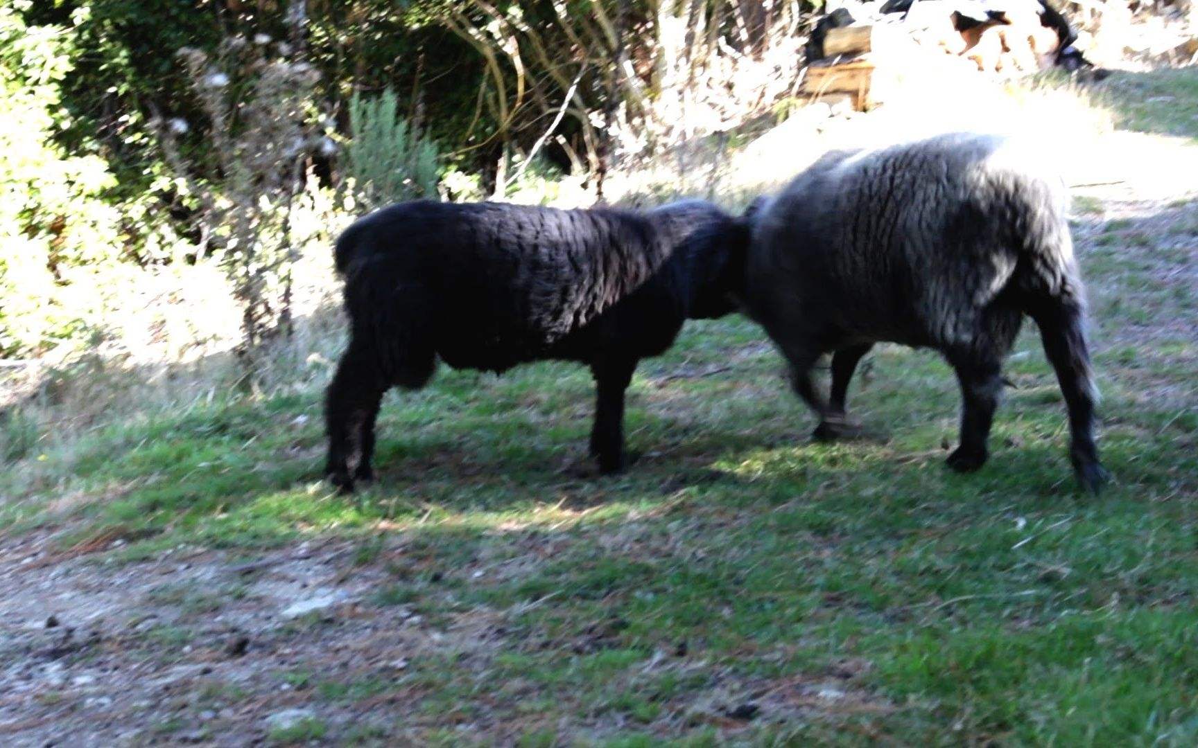 女子花18.8元收到假LV，要求赔付500元未果，开启“撒泼”模式