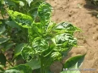 辣椒19种病害谱及防治方法,大棚辣椒种植病害防治方法