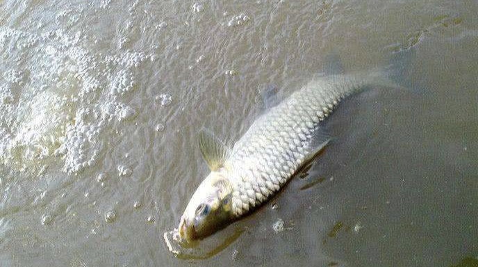 抄网鱼关注事项,抄网鱼怎么放鱼护最安全