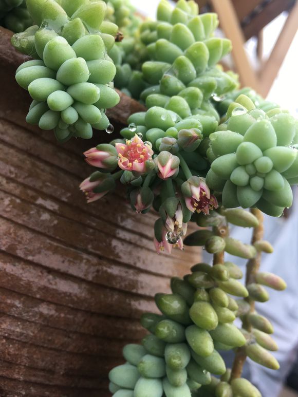 抓一把沙子,抓一把沙子让它飞起来