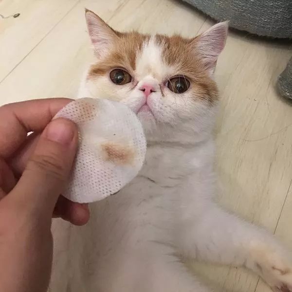 如何区分猫咪有鼻涕和泪痕,蓝白猫咪有泪痕怎么回事