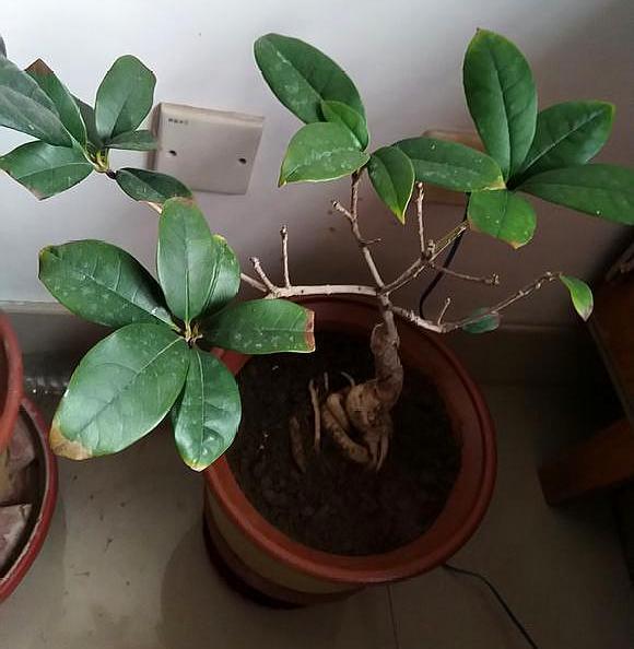 桂花养不活怎么回事,桂花栽活不发新叶是怎么回事