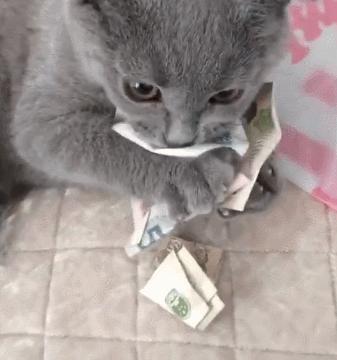 英短猫的寿命一般多长,为什么不建议养英短猫