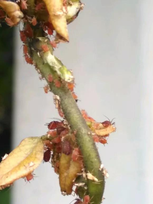 花儿生蜜虫怎么办,花儿生了腻虫怎么办