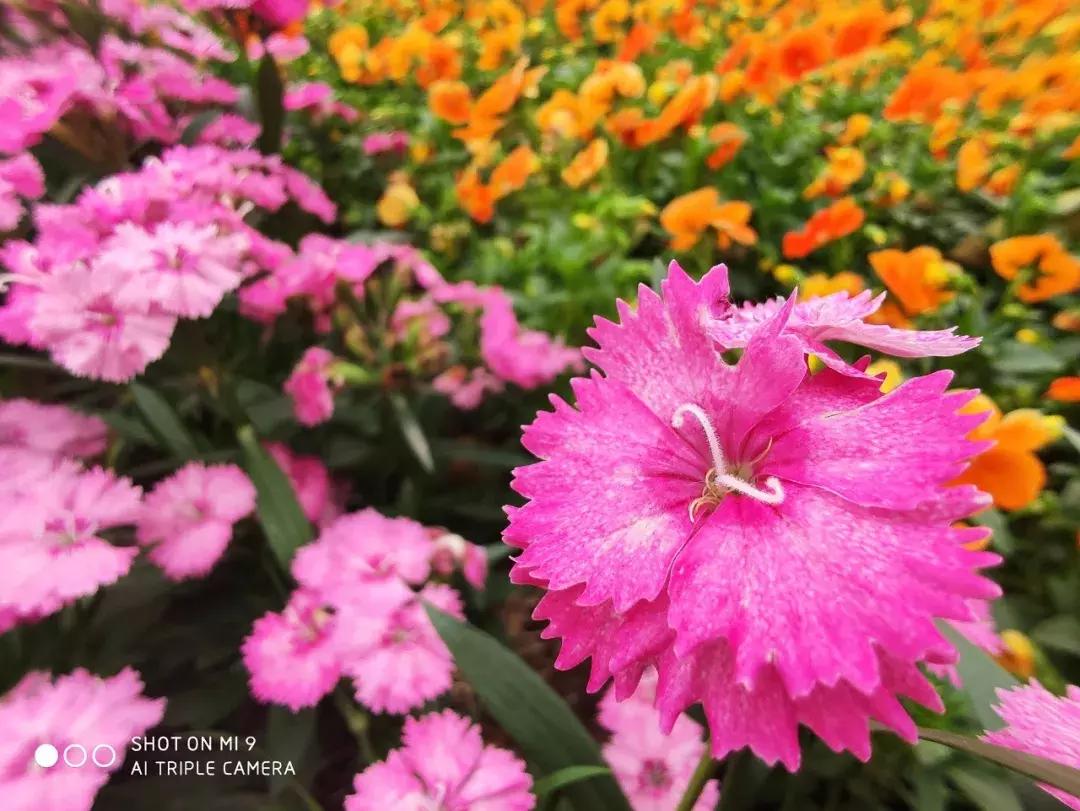 小米9发布会雷军怼华为手机,小米9雷军拍月亮