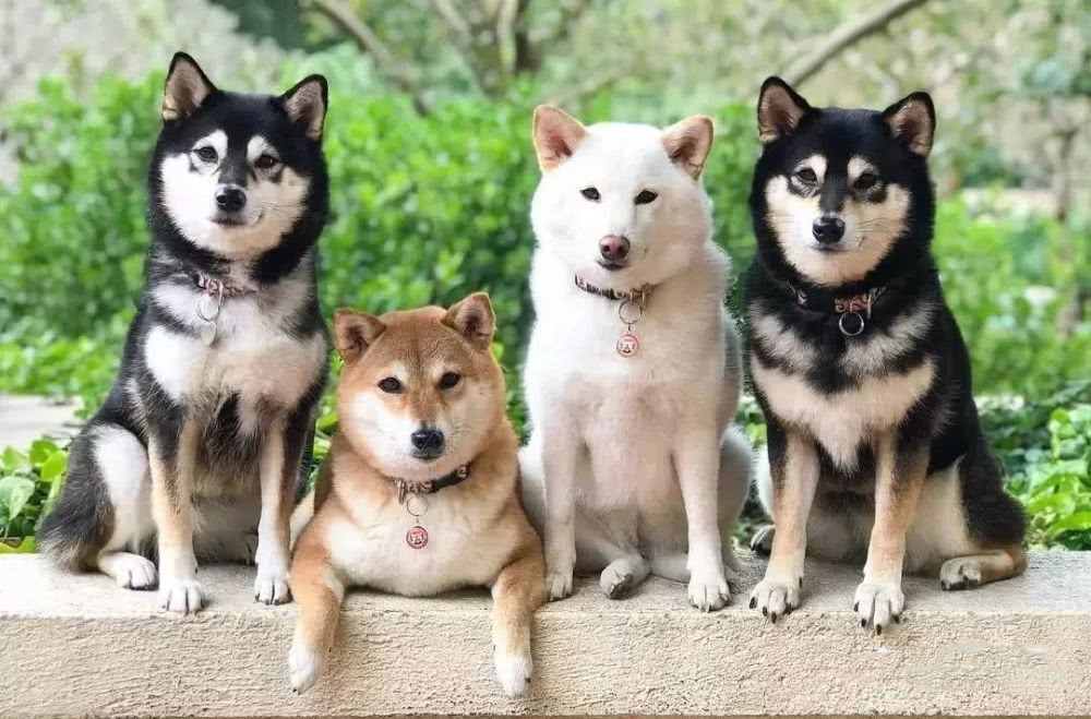 白色柴犬价格贵不贵,白色柴犬有哪些