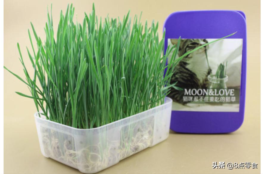 有哪些值得推荐的猫咪零食,猫咪零食100种