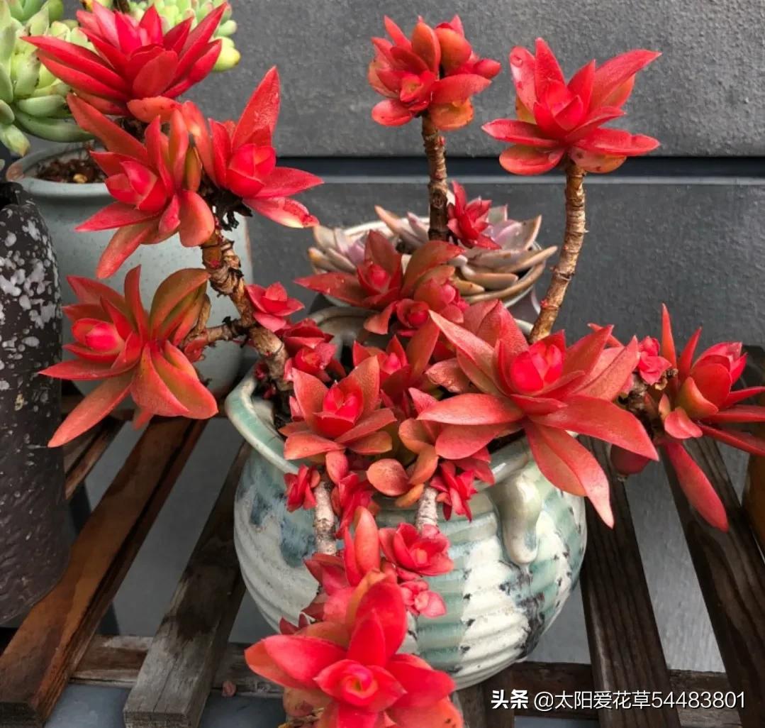 火祭徒长视频,火祭徒长