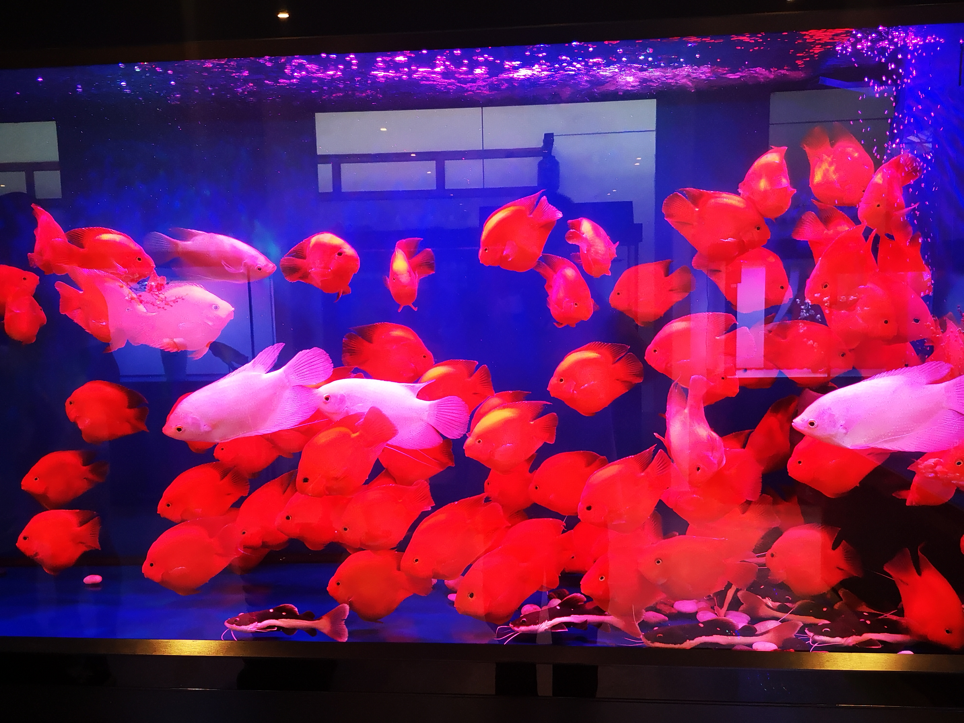 鹦鹉鱼突然变白打蔫怎么救治,鹦鹉鱼变黑怎么回事怎么治疗