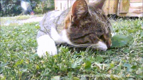 当猫咪第一次吸猫薄荷,猫咪会对薄荷过敏吗