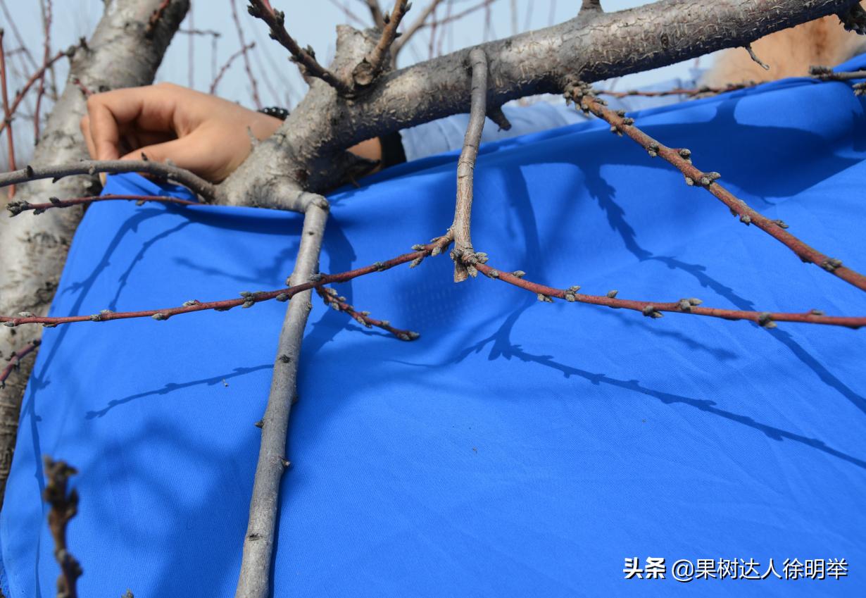 桃树修剪剪刀买什么样的,桃树整形修剪技术