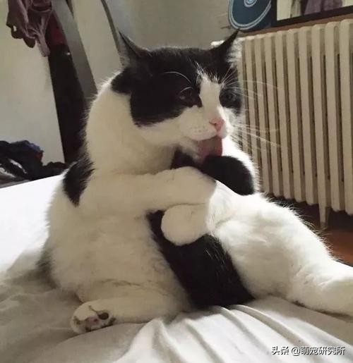 猫咪意外坠楼死了灵魂在家吗,猫死在窗户下好不好