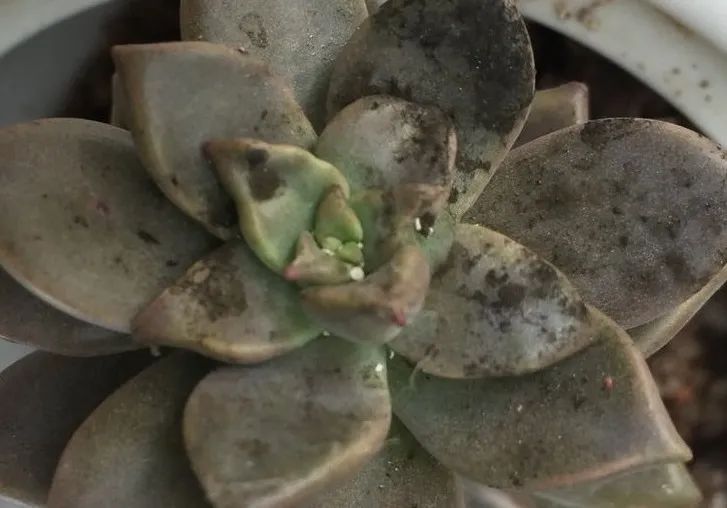 烟煤病多肉治愈后会复发吗,多肉烟煤病可以用虫虫净吗