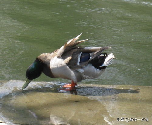 鸭流感会大面积的爆发吗,鸭禽流感的症状和表现是什么