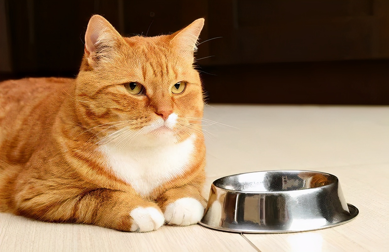 如何令猫咪翘屁股,猫咪撅屁屁动作