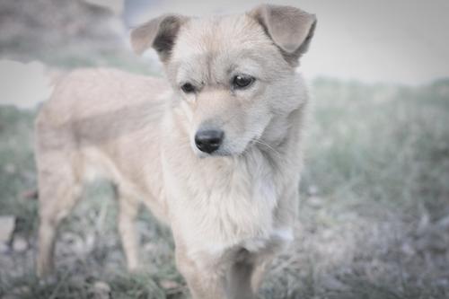 狗狗胎记和孩子一样,狗狗有胎记孩子也有胎记