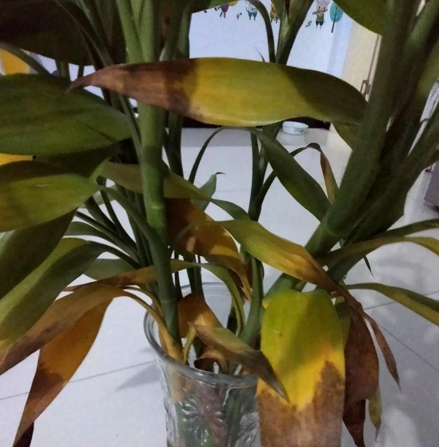 富贵竹天气太冷能救活吗,富贵竹冬天里冻死了怎么把它救活